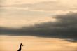 A beautiful golden landscape photograph of a giraffe silhouetted against a dramatic cloudy sky, taken in the Madikwe Game Reserve, South Africa.