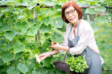 Asian old woman gardening in the vegetable organic garden. Retirement people hobby concept