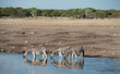 Three Zebras in watering Hole in Namibia with reflection in water
