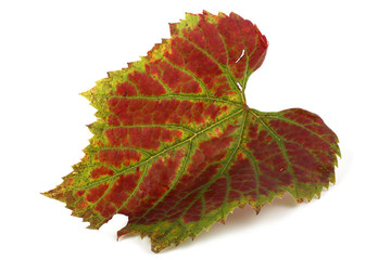 Canvas Print - Bicolor red-green autumn grape leaf