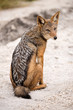 A close up vertical portrait of a black-backed jackal sitting on a sand road and looking towards the camera, taken in the Madikwe Game Reserve, South Africa.