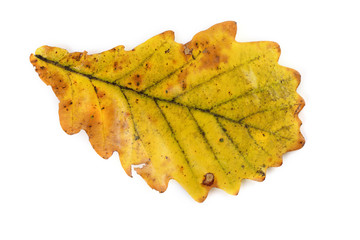 Wall Mural - Yellow autumn oak leaf isolated on white