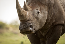 A Close Up Portrait Of A White Rhino Grazing And Looking Straight At The Camera, With Grass Falling Out Of Its Mouth, Taken At The Madikwe Game Reserve In South Africa.