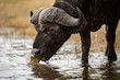 A close up portrait of a male cape buffalo walking, eating and splashing in the Chobe River, in Botswana.