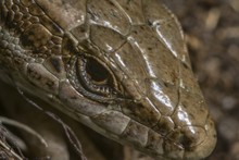 Closeup Shot Of A Brown Snake With Blurred Background