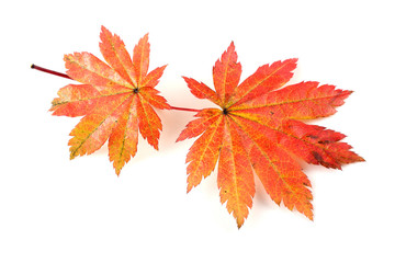 autumn maple leaves