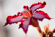 A close up macro photograph of a beautiful pink Impala lily at sunrise against a white background, taken in the Pafuri Concession of the Kruger National Park, South Africa.