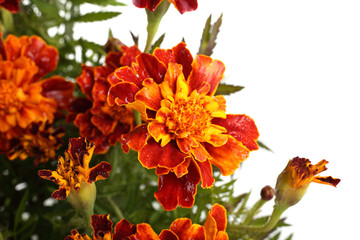 Poster - Growing marigolds isolated on white