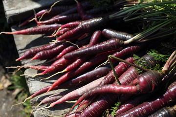 Canvas Print - Violet carrots harvest