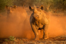 An Action Photograph Of Two Female Black Rhinos Charging At The Game Vehicle, Kicking Up Red Dust At Sunrise, Taken In The Madikwe Game Reserve, South Africa.