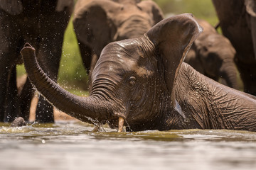 Wall Mural - A close up action portrait of a swimming elephant, splashing, playing and drinking in a waterhole at the Madikwe Game Reserve, South Africa.