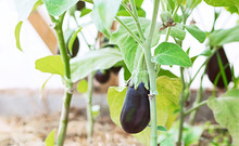 Growing Eggplant In A Greenhouse. Ripe Eggplant In The Garden Close-up. The Concept Of Organic Farming.