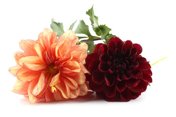 Sticker - Dahlia flowers isolated on white