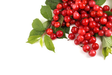 Wall Mural - Nanking cherry and branch