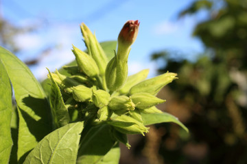 Poster - Growing tobacco plants