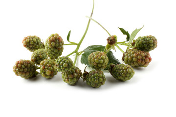 Canvas Print - Unripe blackberries cluster