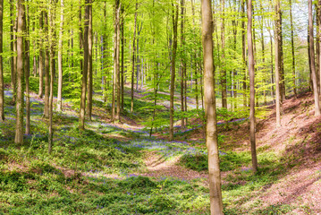 wild hyacinth flowers blooming in the Hallerbos forest in spring