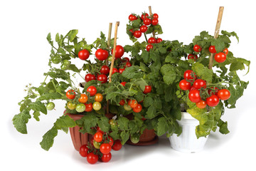 Sticker - Cherry tomatoes growing in pots