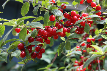 Poster - Nanking cherry. Far eastern delicacy