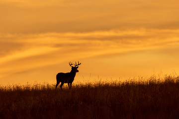 Whitetial Deer Buck at Sunset in Auutmn