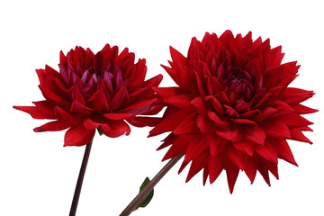 Canvas Print - Two growing red dahlia flowers