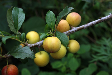 Poster - Growing plums. Red and yellow. Harvest