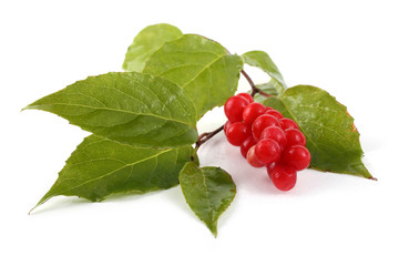 Poster - Schisandra chinensis on plant. Asian medicine use this plant