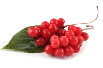 Sticker - Schisandra chinensis (five flour fruit, magnolia berry)