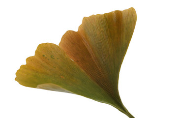 Sticker - Autumn ginkgo leaf isolated on white