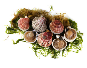 Sticker - Scallops and alga isolated on white