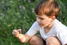 Curious Boy Holding Snail. Little Child Explore Nature And Little Animals