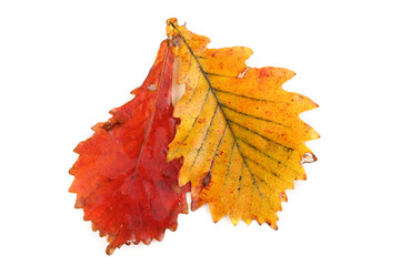 Sticker - Autumn oak leaves