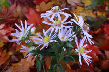 Canvas Print - Chrysanthemums and autumn maple leaves background