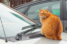 Red Cat Is Sitting On The Hood Of A Car. Ginger Cat Sitting On The Car Outdoors.