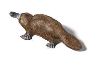 Platypus duck-billed animal. (Ornithorhynchus anatinus) 3D illustration.