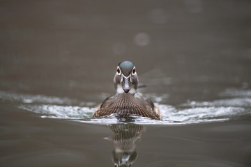 Wall Mural - a wood duck hen in a stream.