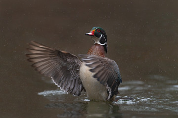 Wall Mural - a wood duck drake shaking off its feathers in a stream.