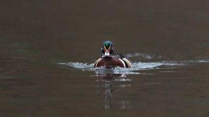 Wall Mural - a wood duck drake swimming in a stream.