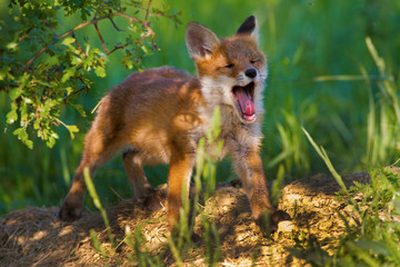 Wall Mural - A young fox shot in a forest.