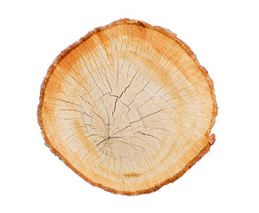 Wall Mural - felled piece of wood from a tree trunk with growth rings isolated on white. natural vintage wood tex