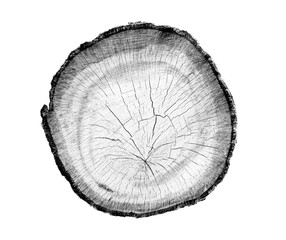 Black and white wood texture of tree rings from a slice of log. Grayscale wooden stump isolated on white.