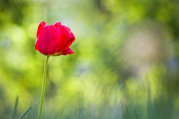 Wall Mural - Bright pink red tulip flower blooming on high stem on blurred green copy space background. Beauty and harmony of nature concept.