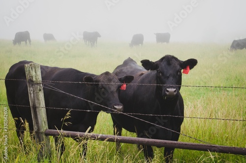 Dekoracja na wymiar  krowa