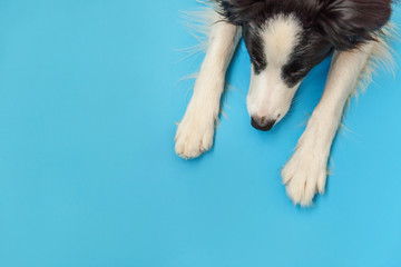 Wall Mural - Funny studio portrait of cute smilling puppy dog border collie isolated on blue background. New lovely member of family little dog gazing and waiting for reward. Pet care and animals concept