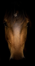 Head Of Horse Equine