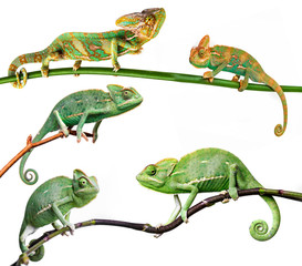 Wall Mural - chameleons - Chamaeleo calyptratus on a branch isolated on white