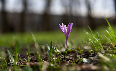 Wall Mural - Spring background with Flowering violet.Crocuses flowers in Early Spring.Purple crocus flowers