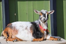 This Goat Was Soaking Up The Sun While Posing For A Picture. The Calico Coloring Got My Attention.
