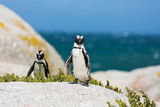 Penguin in Boulders Beach near Capetown