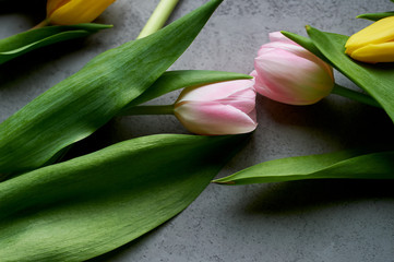 Two pink tulips joined heads as a sign of love and unity. Space for text. Grey concrete background.